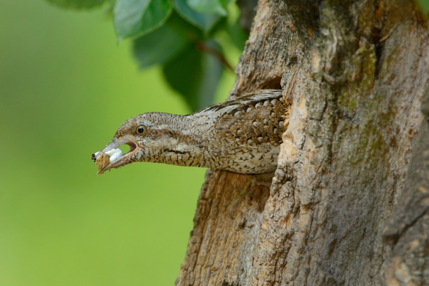 Um das Nest sauber zu halten, trägt dieser Wendehals einen Kotballen aus dem Nest. © mauritius/Blickwinkel/Alamy