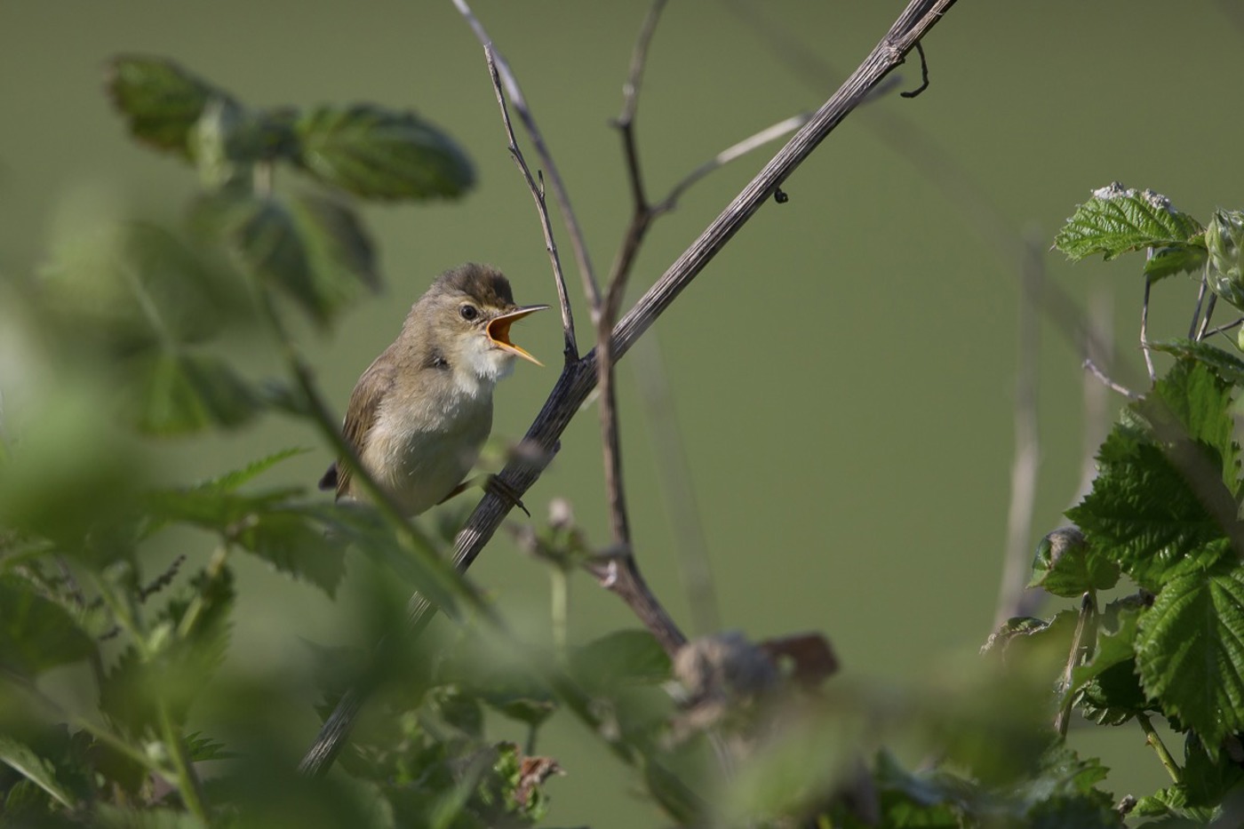 Kein anderer Vogel ahmt so viele andere Arten nach: Über 200 Arten wurden im Gesang des Sumpf­rohrsängers schon nachgewiesen, viele aus Afrika. © Beat Rüegger