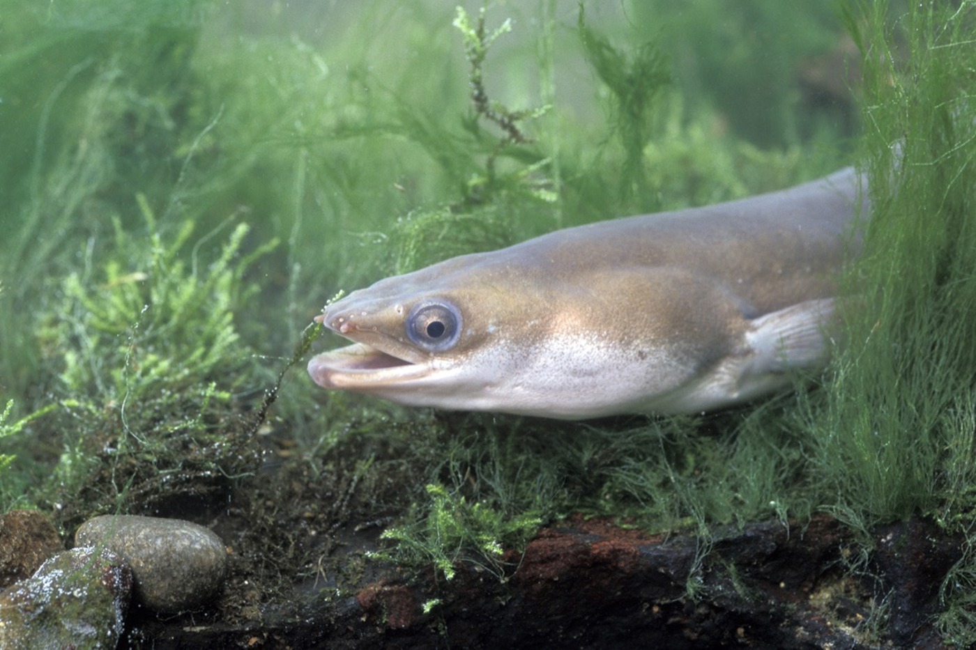 Der Aal ist an sich ein robuster Fisch. Doch auch diese Art ist bei uns inzwischen vom Aussterben bedroht. © iStock/MikeLane45