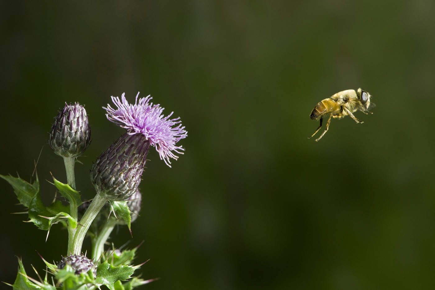 Keine Biene, sondern eine Schwebfliege macht hier den Abflug. © Stephen Dalton/naturepl.com