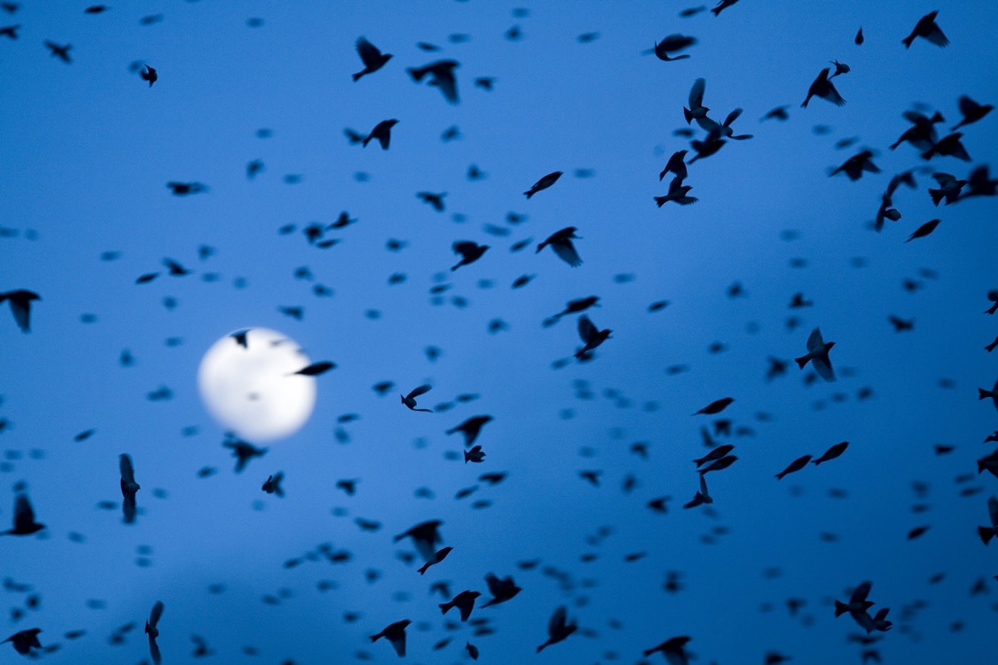Viele Kleinvögel ziehen nachts. Im Mondlicht wird die Massenwanderung sichtbar. ©  Wild wonders of Europe/Novák/naturepl.com