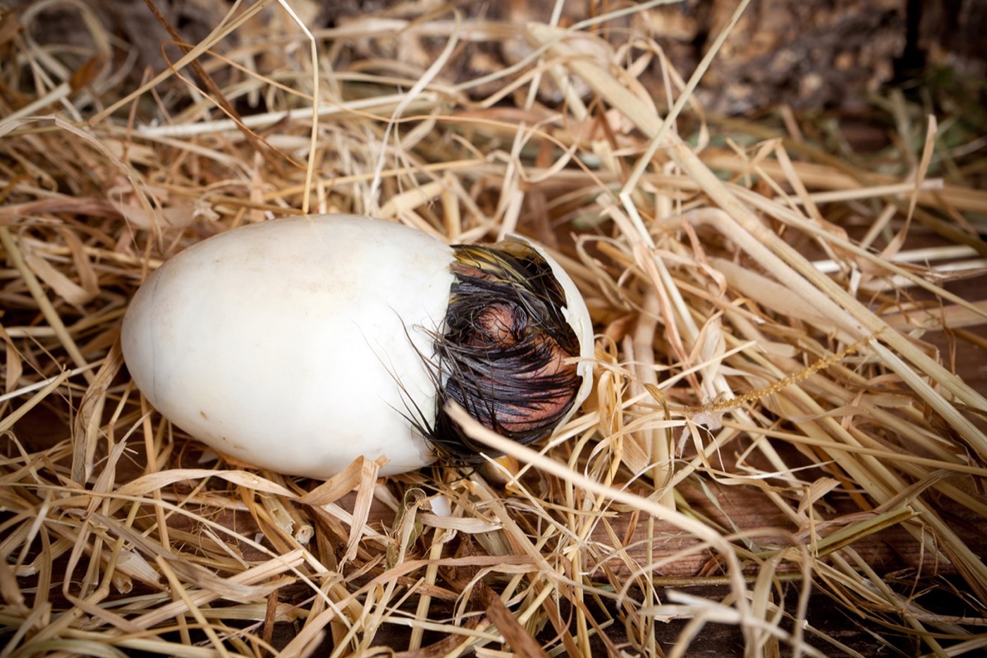 In einem Ei ist alles drin, was es für die «Produktion» eines Vogels braucht. Bild: schlüpfendes Küken eines Haushuhns. © Shutterstock