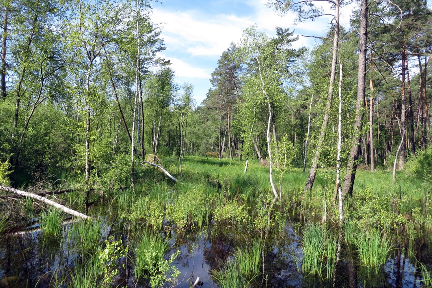Die Regeneration dieses  Moorwalds dient sowohl dem Klima- als auch dem Biodiversitätsschutz. © Xaver Jutz