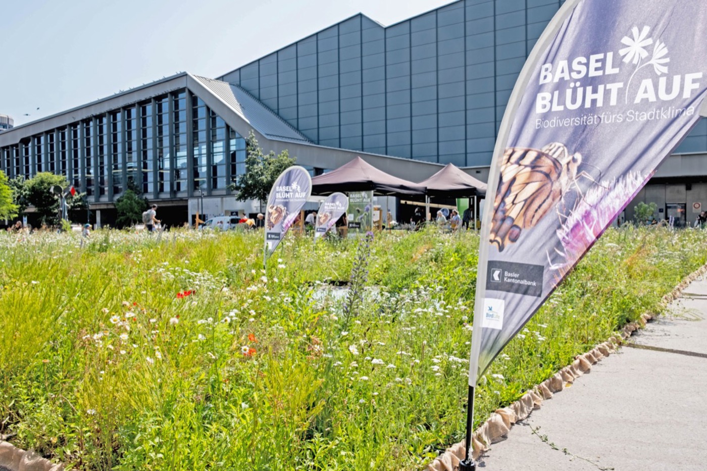 Am Naturwiesenmarkt Mitte Juni startete die Kooperation «Basel blüht auf» von BirdLife Schweiz mit der Basler Kantonalbank. © BirdLife