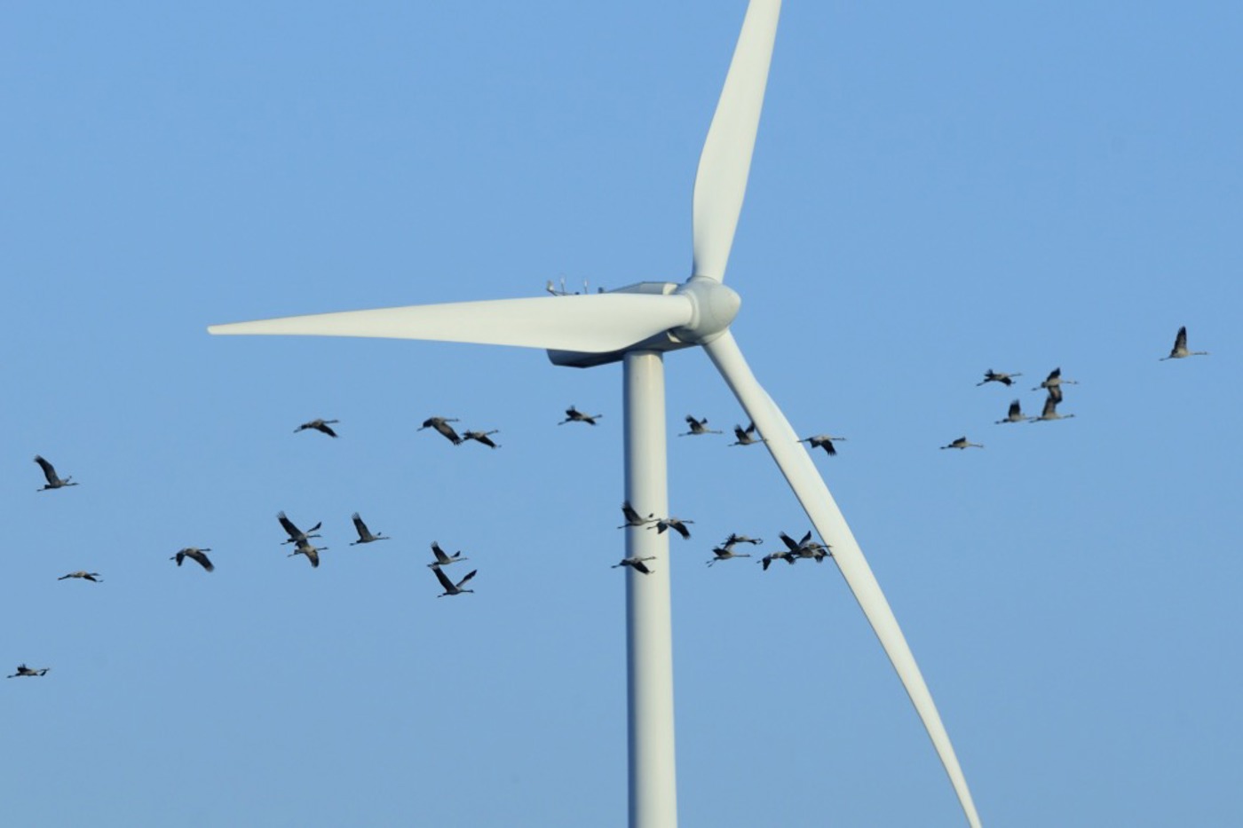 Werden Windanlagen am falschen Ort gebaut, kann es zu regelmäs­sigen Kollisionen mit Vögeln kommen. Dies ist allerdings nur ein Problem von vielen. © Nick Upton/rspb-images.com