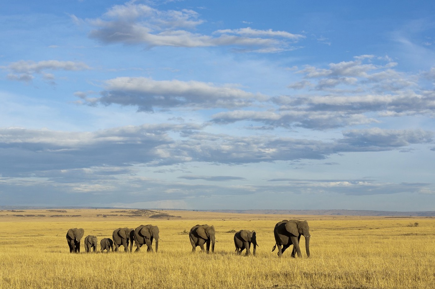 Kenia ist für Naturreisen sehr beliebt. Hier gibt es u. a. «The Big Five» Afrikas zu sehen, darunter den Afrikanischen Elefanten. Diese Herde ist unterwegs im Masai-Mara Game Reserve. © Denis-Huot/naturepl.com