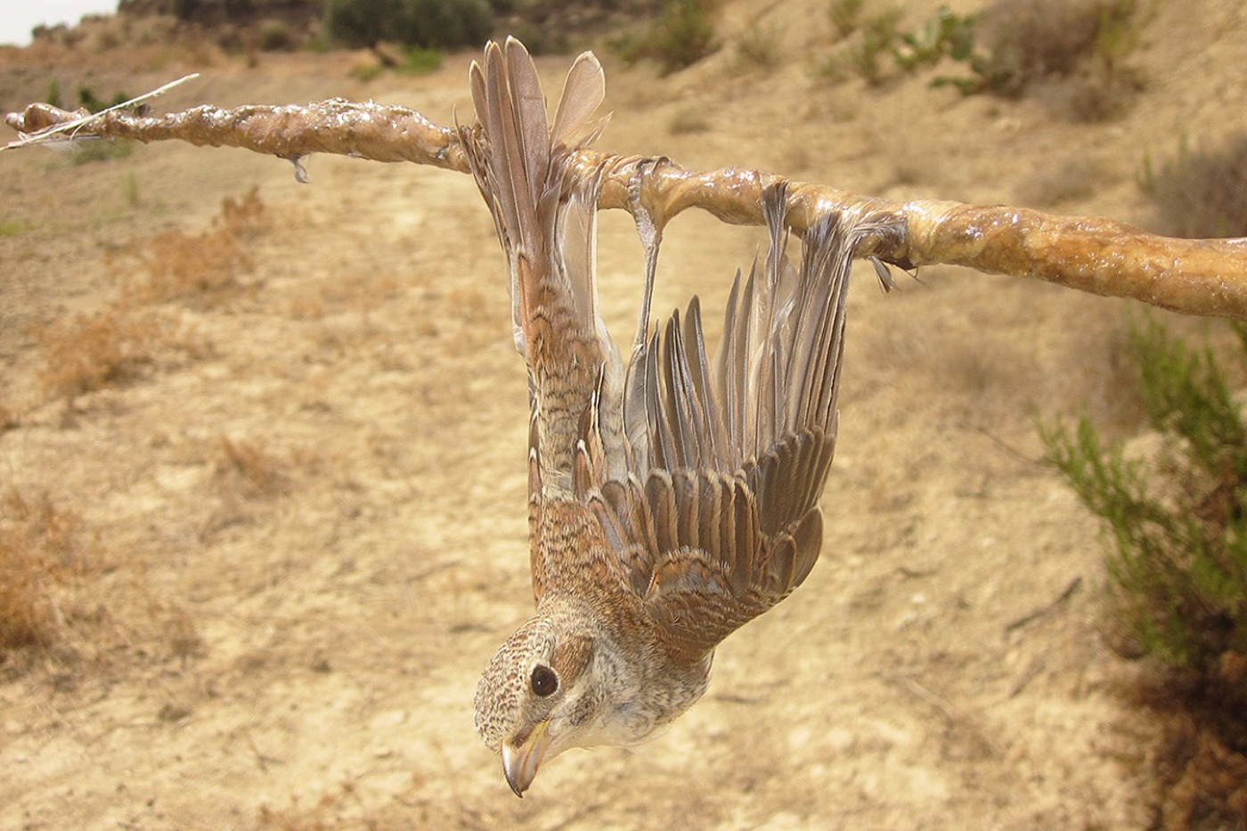 Ein Neuntöter bleibt in Zypern an einer Leimrute kleben. Glücklicherweise wird er von Vogelschützern gefunden. © BirdLife Cyprus