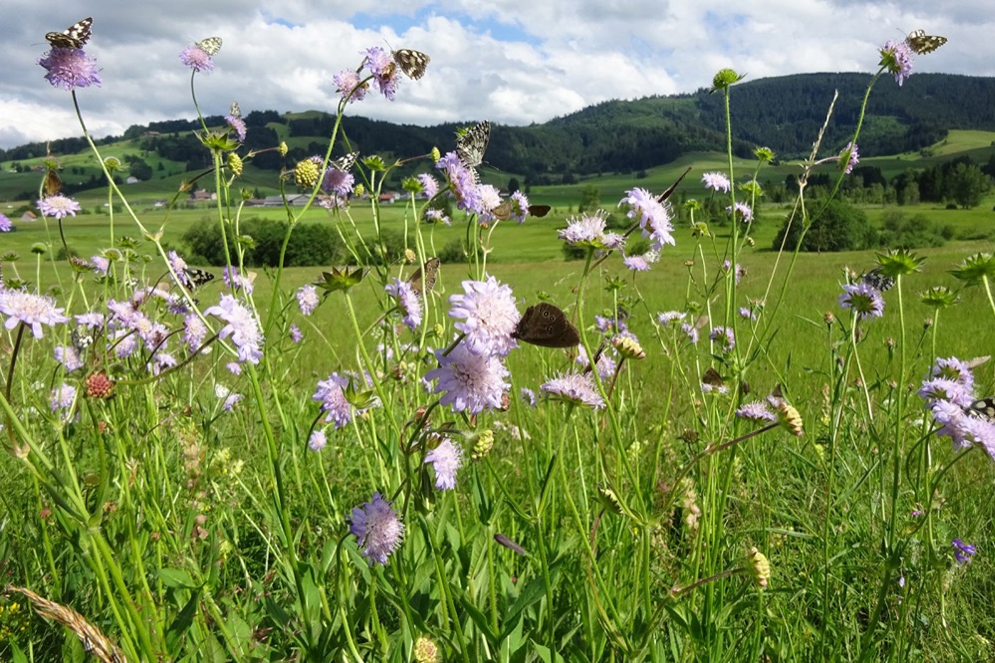 Rundum ist alles grossflächig gemäht. Wo es noch blüht, versammeln sich unzählige Schmetterlinge, Bienen und andere Insekten auf der Suche nach Pollen und Nektar. © BirdLife Schweiz