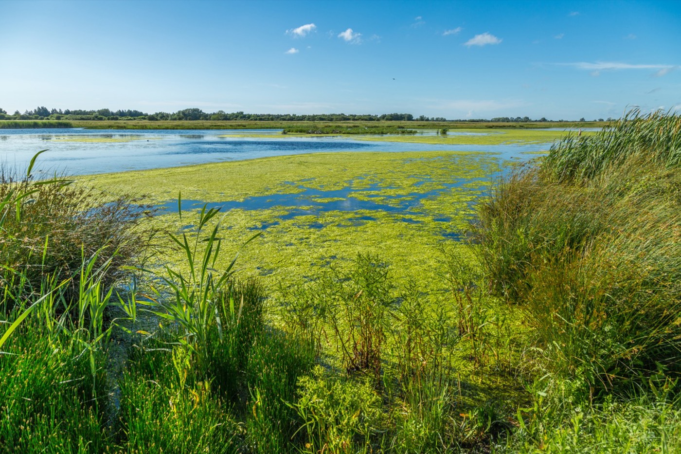 Mal überschwemmt, dann wieder trocken – die Sumpflandschaft der Baie de Somme ist voller Leben. © Benoît Bremer (alle Fotos)