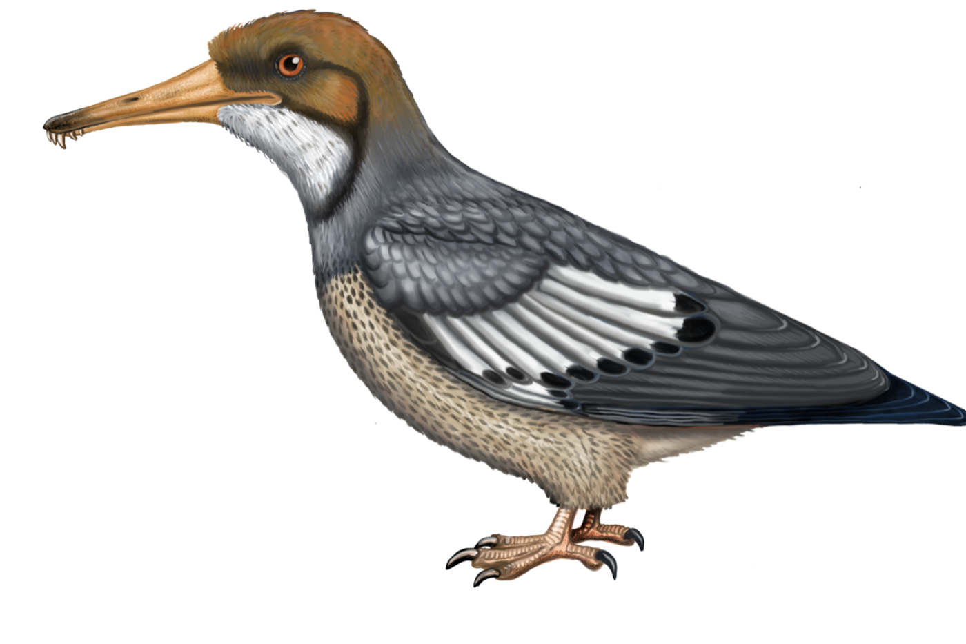 Longipteryx chaoyangensis tauchte vermutlich wie ein Eisvogel nach Fischen und Krebstieren.