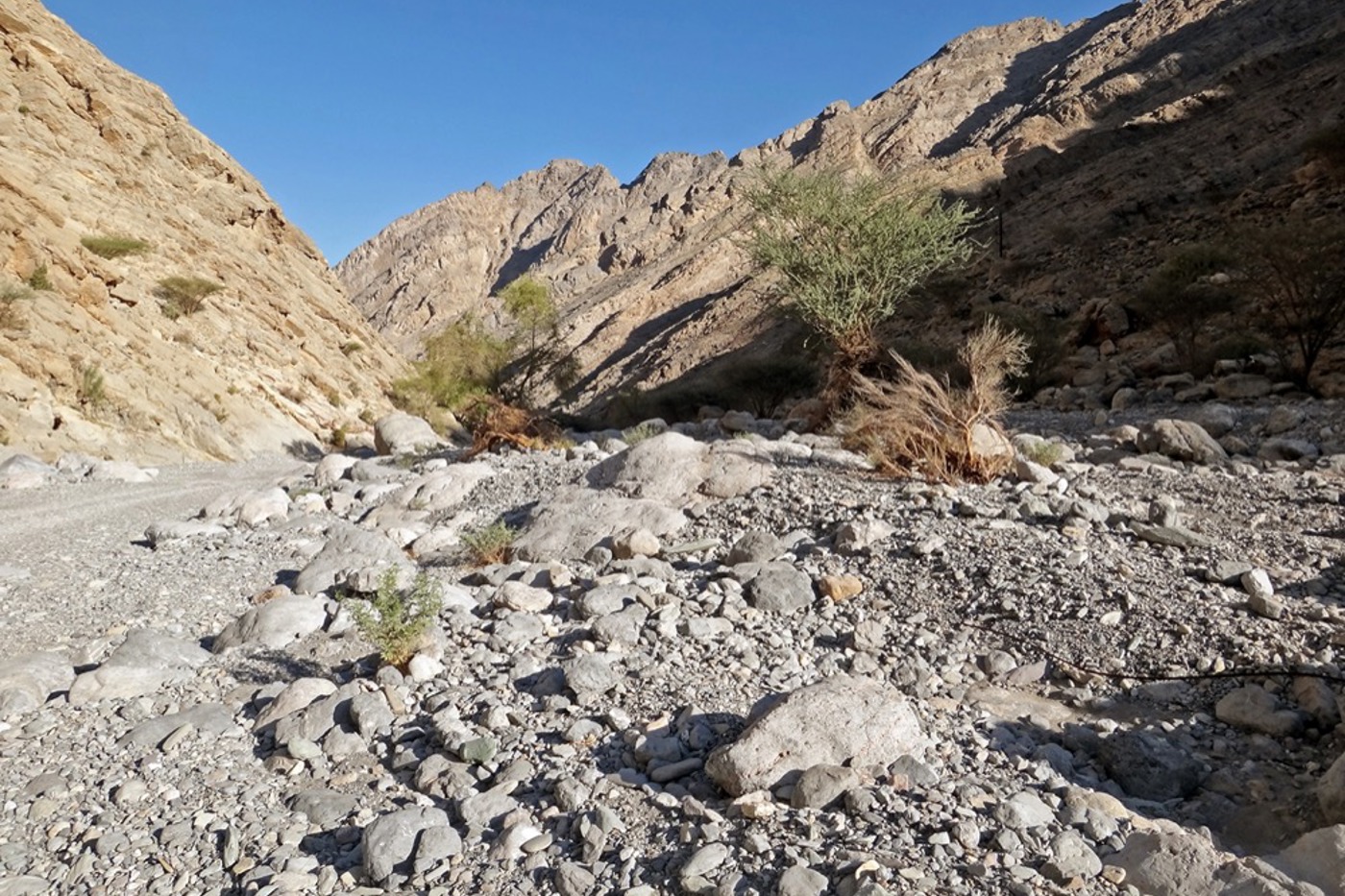 Die Wadis im Norden Omans sind der Lebensraum des Omanfahlkauzes. © Werner Müller