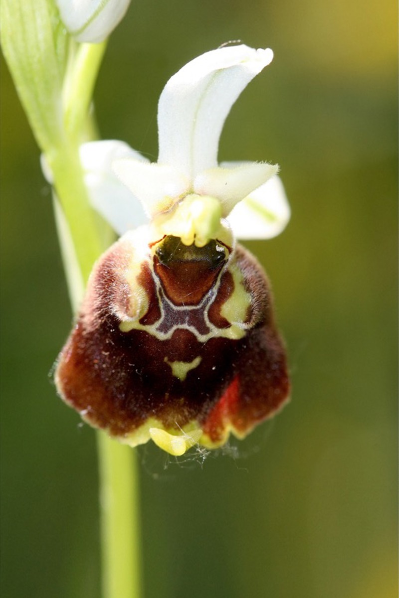 NAT Ophrys Holoserica