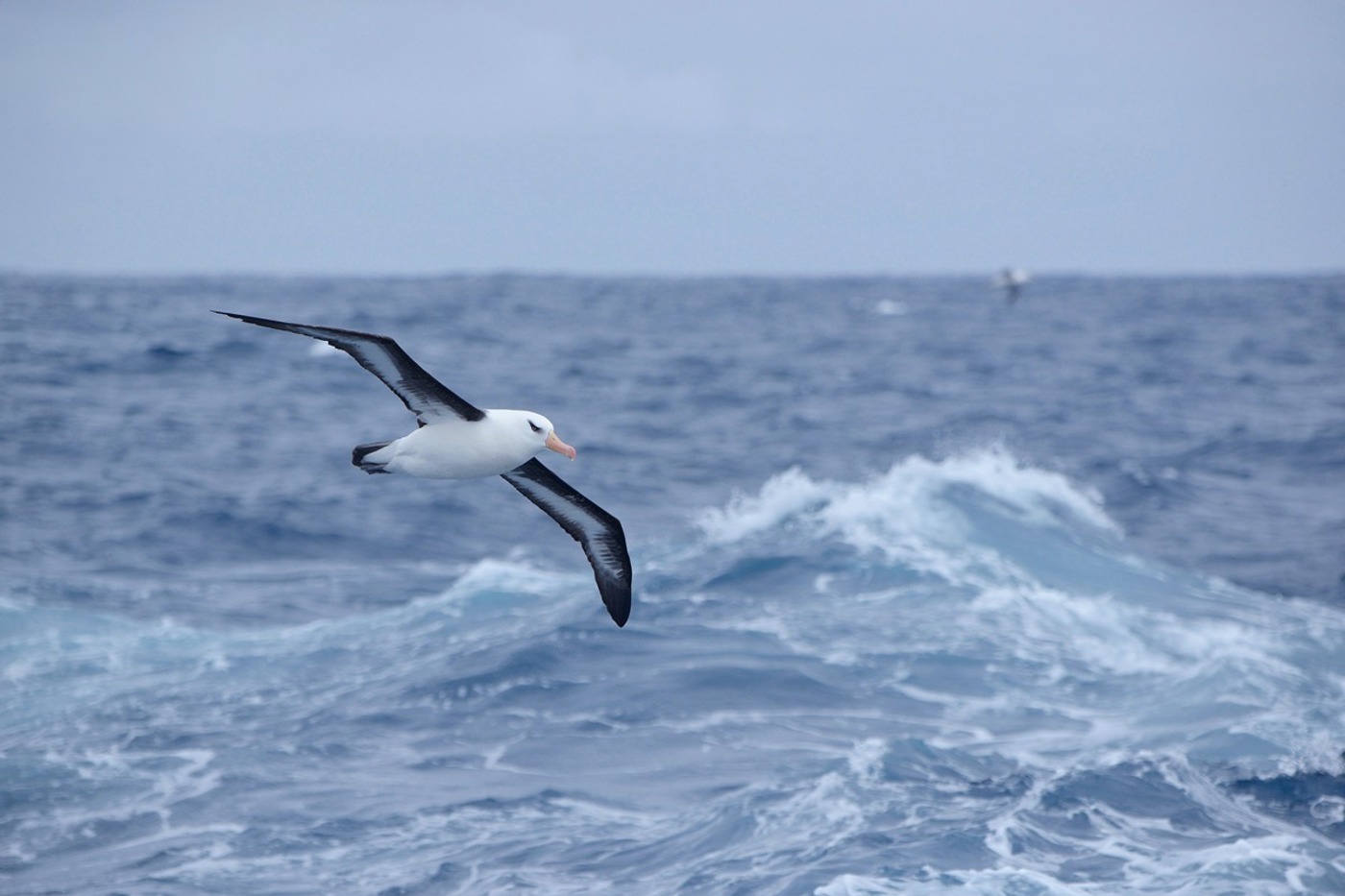 Albatrosse leben überwiegend auf der Südhalbkugel. Sie werden oft zum Beifang der Fischerei. © Mike Potts/mauritius
