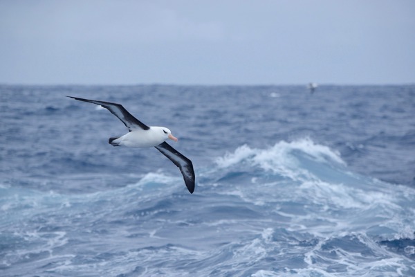 SE Albatross Mauritius 14744243
