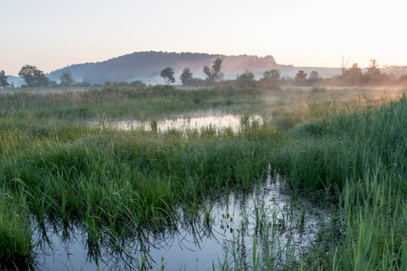 Morgenstimmung im Naturschutzgebiet Neeracherried. Die leicht überschwemmten Seggenriede bieten typischen Feuchtgebietsarten optimale Lebensbedingungen. © Martin Schuck