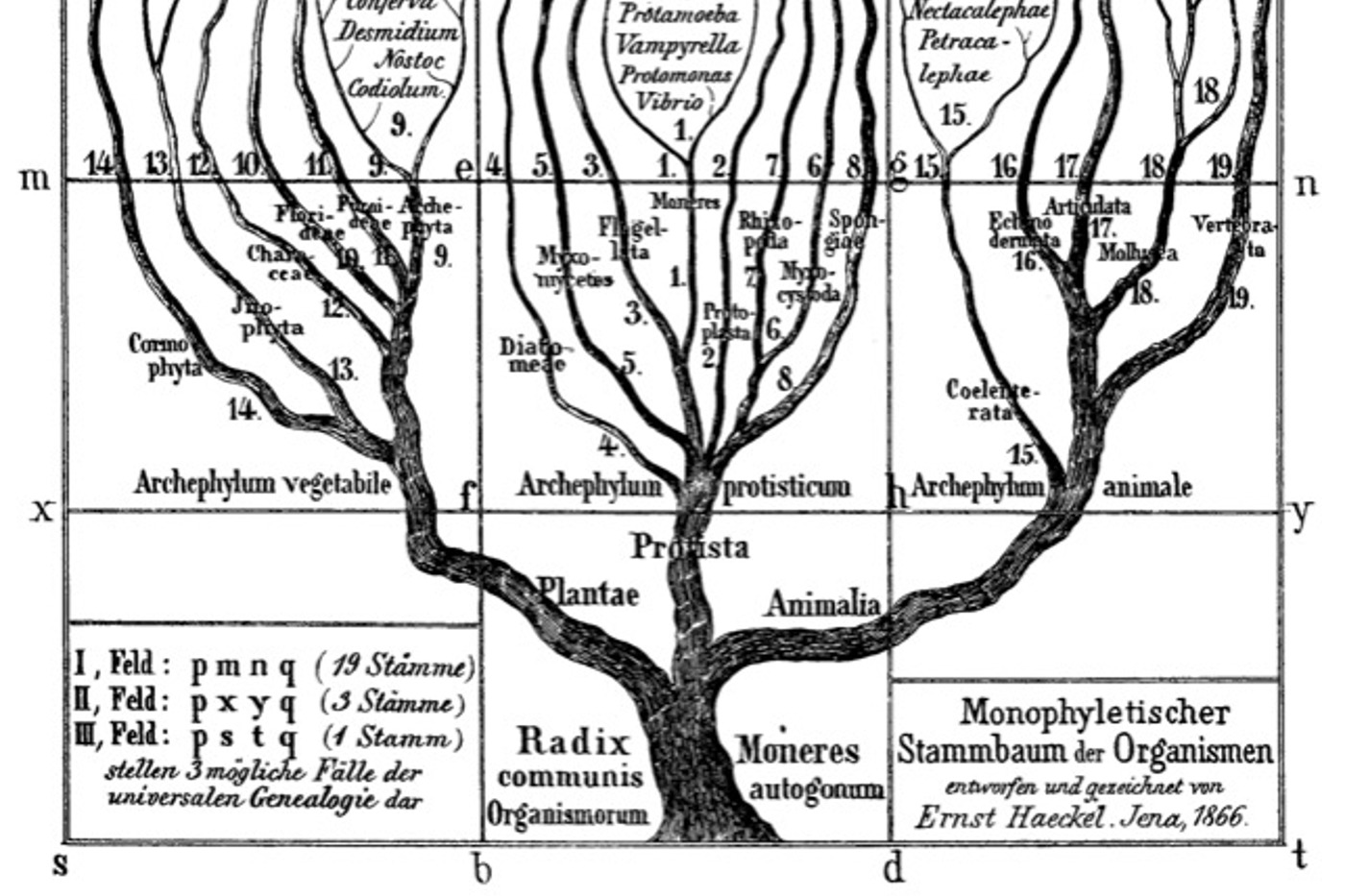 Ernst Haeckel illustrierte 1866 mit diesem Stammbaum erstmals die Abstammung aller Lebewesen aus einem gemeinsamen Vorfahren. © mblwhoilibrary.org