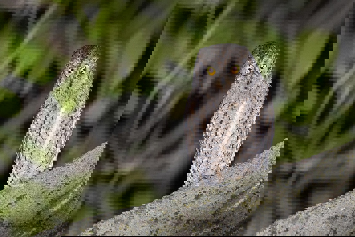 Aufgrund ihres rindenfarbenen Gefieders und ihrer Nachtaktivität ist die Zwergohreule schwierig zu beobachten. © BirdLife Schweiz  Aufgrund ihres rindenfarbenen Gefieders und ihrer Nachtaktivität ist die Zwergohreule schwierig zu beobachten. © BirdLife Schweiz