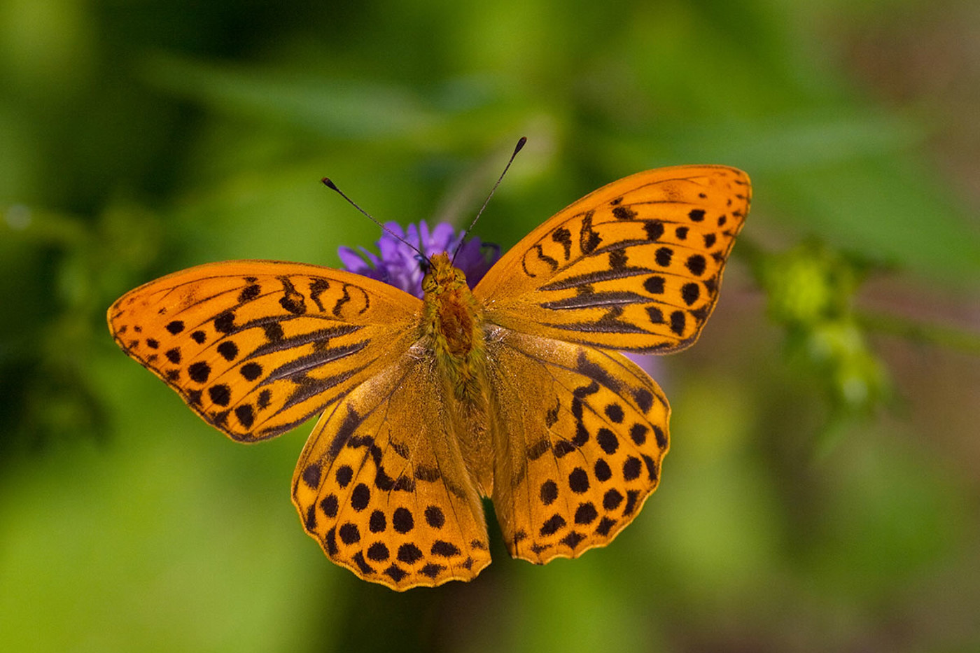 Der Kaisermantel (Argynnis paphia) ist leicht an der charakteristischen Fleckung auf der Oberseite zu erkennen. Auf den Vorderflügeln der Männchen (Bild) befinden sich entlang der unteren Flügeladern vier breite, deutlich sichtbare Duftschuppenstreifen. © Goran Dušej