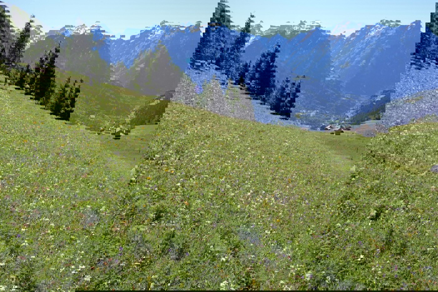 Viele Wiesen auf Dötra werden noch extensiv bewirtschaftet und erst sehr spät gemäht. Das Resultat ist eine Blumenpracht und eine sehr hohe  Vielfalt an Pflanzen und Tieren. © Franziska Andres Viele Wiesen auf Dötra werden noch extensiv bewirtschaftet und erst sehr spät gemäht. Das Resultat ist eine Blumenpracht und eine sehr hohe  Vielfalt an Pflanzen und Tieren. © Franziska Andres