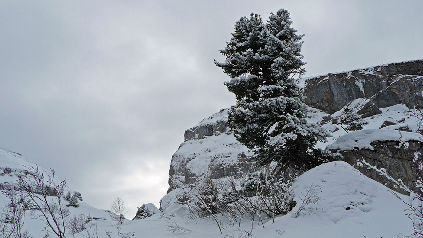 Tannenhaenger Landschaft
