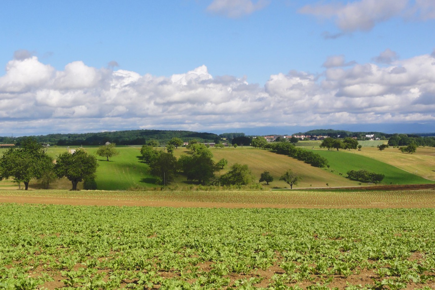 Das Habitat des Steinkauzes in der Ajoie: einigermassen reich strukturiertes Kulturland um Boncourt JU. Stimmt das Lebensnetz, profitieren neben der kleinen Eule zahlreiche weitere Arten. © Nadine Apolloni Das Habitat des Steinkauzes in der Ajoie: einigermassen reich strukturiertes Kulturland um Boncourt JU. Stimmt das Lebensnetz, profitieren neben der kleinen Eule zahlreiche weitere Arten. © Nadine Apolloni