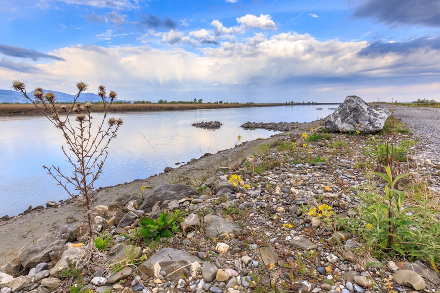 Vom Rheindamm aus hat man guten Einblick in die Flachwasserzonen und Ufer. © Stephan Trösch Vom Rheindamm aus hat man guten Einblick in die Flachwasserzonen und Ufer. © Stephan Trösch