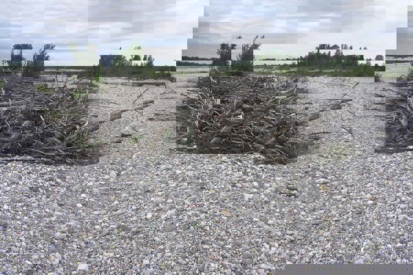 Amph Tagliamento