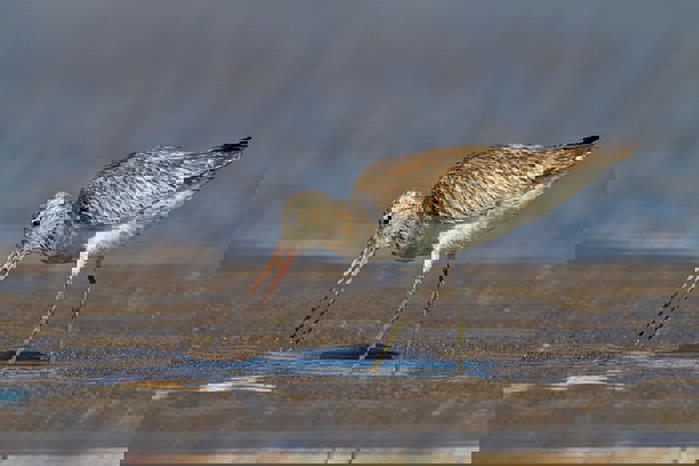 In Eile: Pfuhlschnepfen nehmen sich auf dem Frühlingszug immer weniger Zeit für einen sättigenden Zwischenstopp im Wattenmeer. © Mathias Schäf In Eile: Pfuhlschnepfen nehmen sich auf dem Frühlingszug immer weniger Zeit für einen sättigenden Zwischenstopp im Wattenmeer. © Mathias Schäf