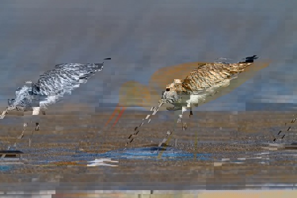 KL Pfuhlschnepfe 7D 01768 MS KL Pfuhlschnepfe 7D 01768 MS