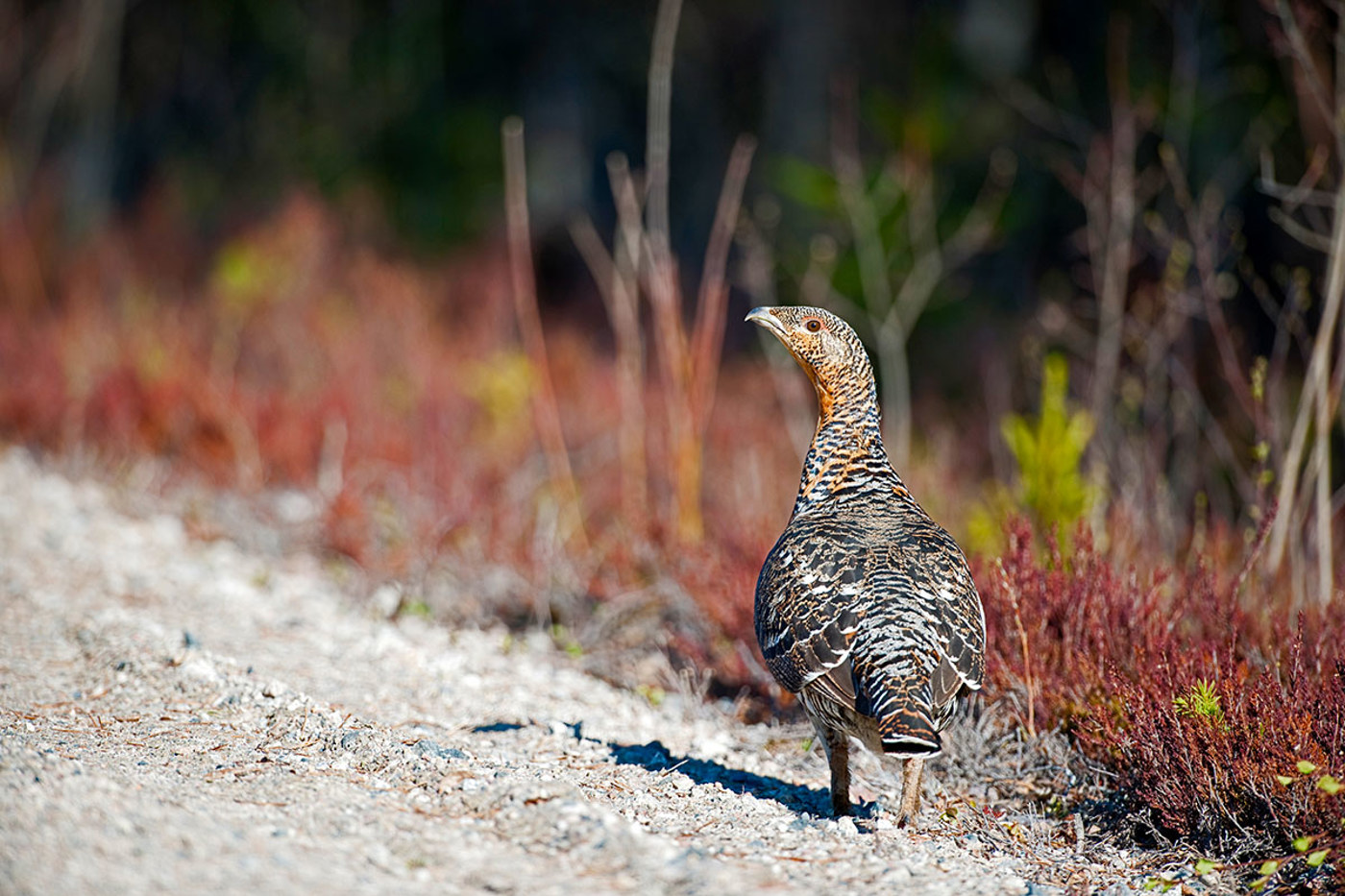 Eine ausgewachsene Auerhenne – erkennbar an der rostrot gefärbten Kehle und den hellen Bändern im Flügel. © Cornelia Marti