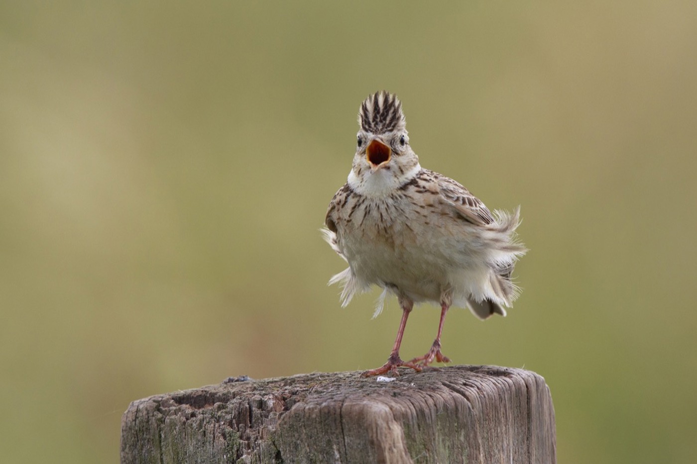 Zur Paarungszeit gibt das Männchen kräftig Gas, um das Weibchen zu beeindrucken. Neben dem minutenlangen Gesang vollführt es auch «Tanzaufführungen» mit Hüpfen und Verbeugen. © Hans Glader Zur Paarungszeit gibt das Männchen kräftig Gas, um das Weibchen zu beeindrucken. Neben dem minutenlangen Gesang vollführt es auch «Tanzaufführungen» mit Hüpfen und Verbeugen. © Hans Glader