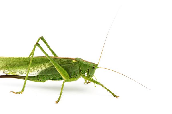 Heuschrecke Istock 482427660 Heuschrecke Istock 482427660