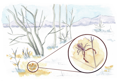 Mini-Skorpione ohne Stachel