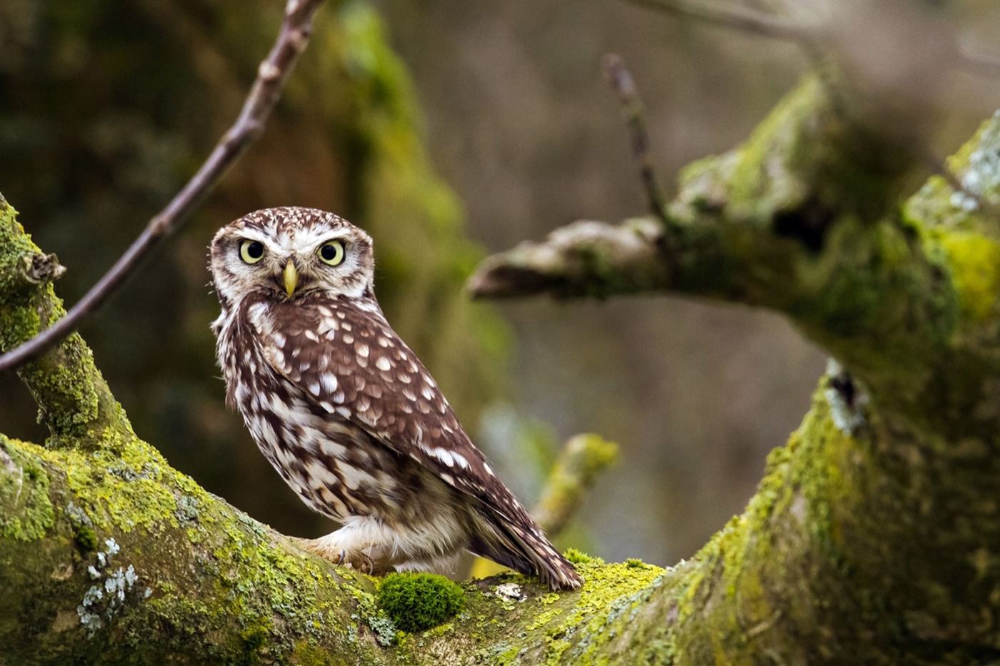 Der Vogel des Jahres 2021 besiedelt bei uns zur Hauptsache Hochstamm-Obstgärten. Dank seiner Tarnfärbung ist er im Baum meist schwer zu entdecken. © Thomas Nierle Der Vogel des Jahres 2021 besiedelt bei uns zur Hauptsache Hochstamm-Obstgärten. Dank seiner Tarnfärbung ist er im Baum meist schwer zu entdecken. © Thomas Nierle
