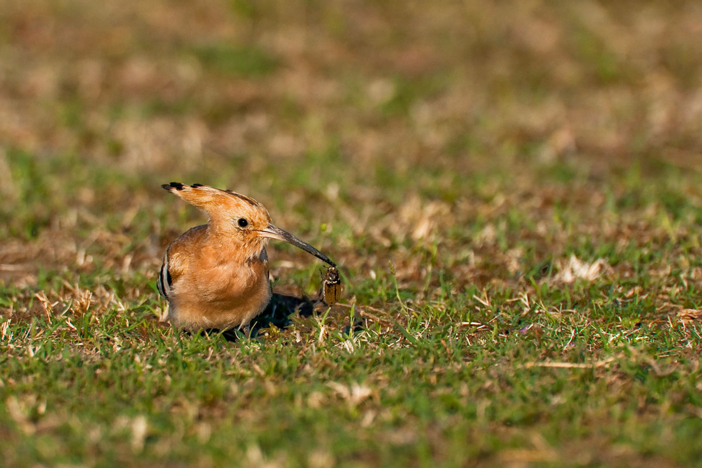 Der Bestand des Wiedehopfs hat dank der Artenförderung nach starkem Rückgang wieder zugenommen. © Christoph Meier-Zwicky Der Bestand des Wiedehopfs hat dank der Artenförderung nach starkem Rückgang wieder zugenommen. © Christoph Meier-Zwicky