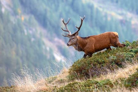 «Im Bergwald herrscht  Notstand!»