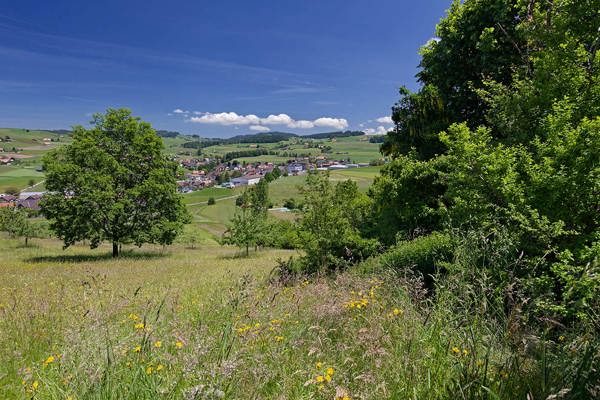 Wiese Hecke Kulturlandschaft Jryser
