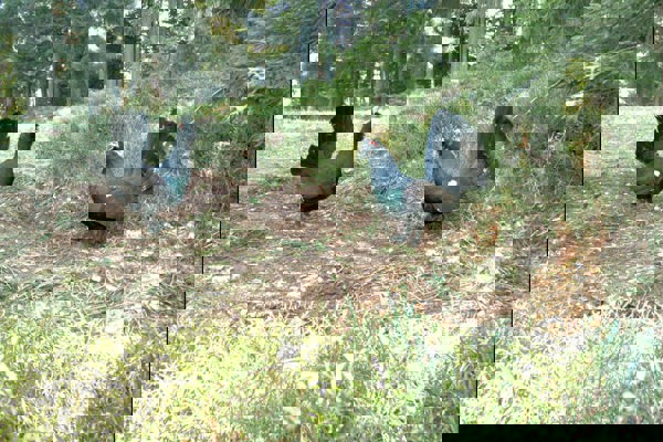 Auerhuhn Haehne A B IMG 0026 Auerhuhn Haehne A B IMG 0026