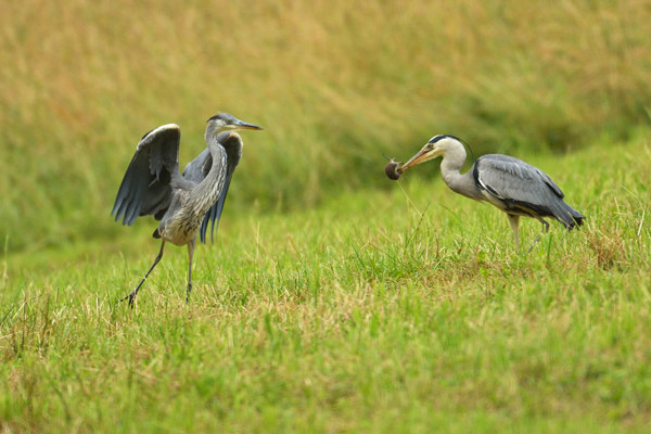 Graureiher AS43948 Graureiher AS43948