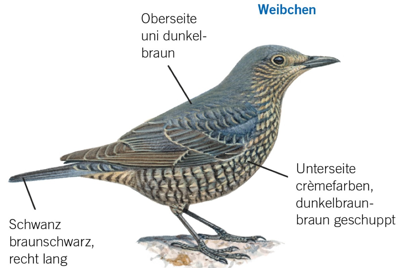 Merkmale der weiblichen Blaumerle. © François Desbordes (alle) Merkmale der weiblichen Blaumerle. © François Desbordes (alle)