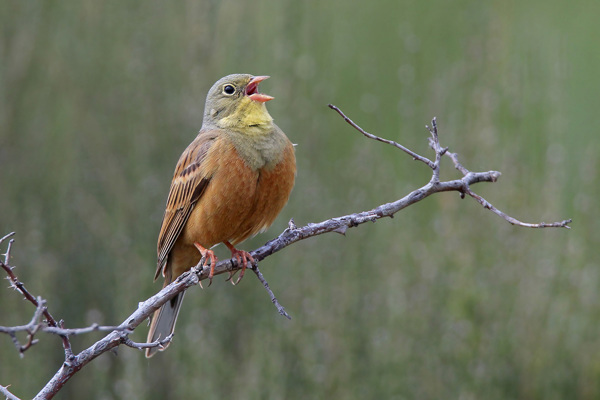 Ortolan Aufm Rieben Ortolan Aufm Rieben