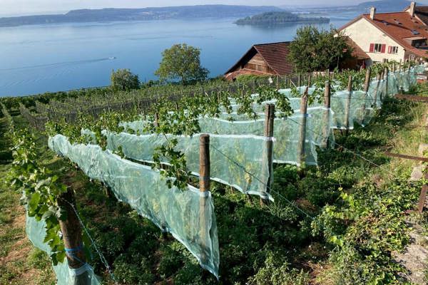 Bielersee 2023 Seitennetze Mit Klettverschluss Elisabeth Kalbermatten Bielersee 2023 Seitennetze Mit Klettverschluss Elisabeth Kalbermatten