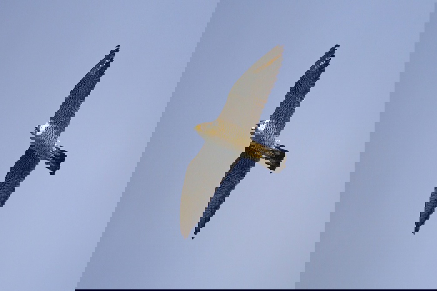 Wanderfalken sind Kraftpakete mit breiter Flügelbasis und korpulentem Körper. © Beat Rüegger Wanderfalken sind Kraftpakete mit breiter Flügelbasis und korpulentem Körper. © Beat Rüegger