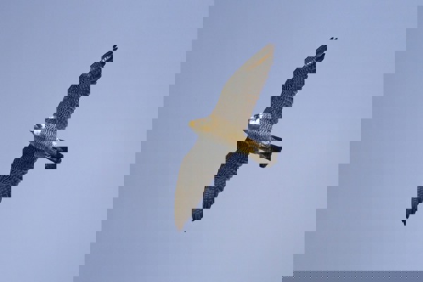 FA Wanderfalke430 Br FA Wanderfalke430 Br