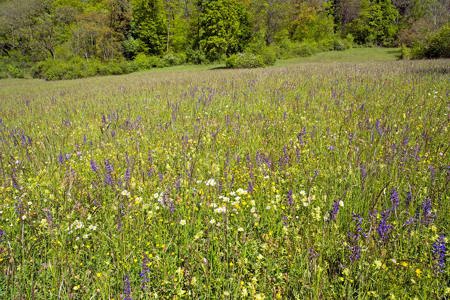 Massiver Biodiversitätsrückgang in Schweizer Wiesen