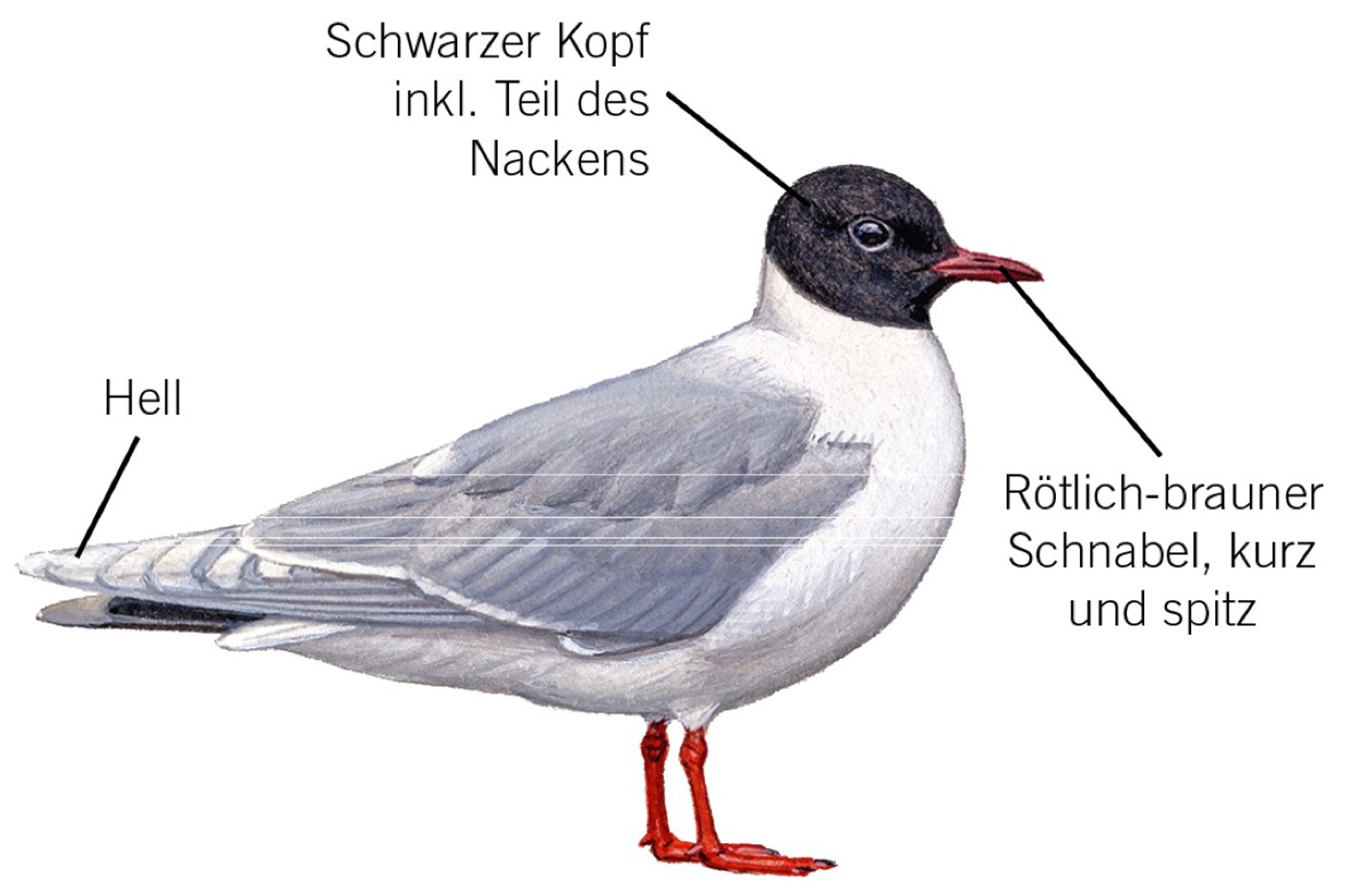 Zwergmöwe im Prachtkleid. © François Desbordes (alle Zeichnungen) Zwergmöwe im Prachtkleid. © François Desbordes (alle Zeichnungen)