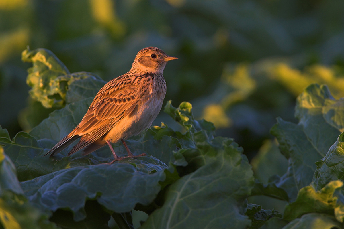 Kampagnezvs Feldlerche Mschaef