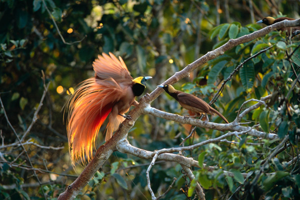 Papua Raggianabirdofparadies Philsavoie Papua Raggianabirdofparadies Philsavoie