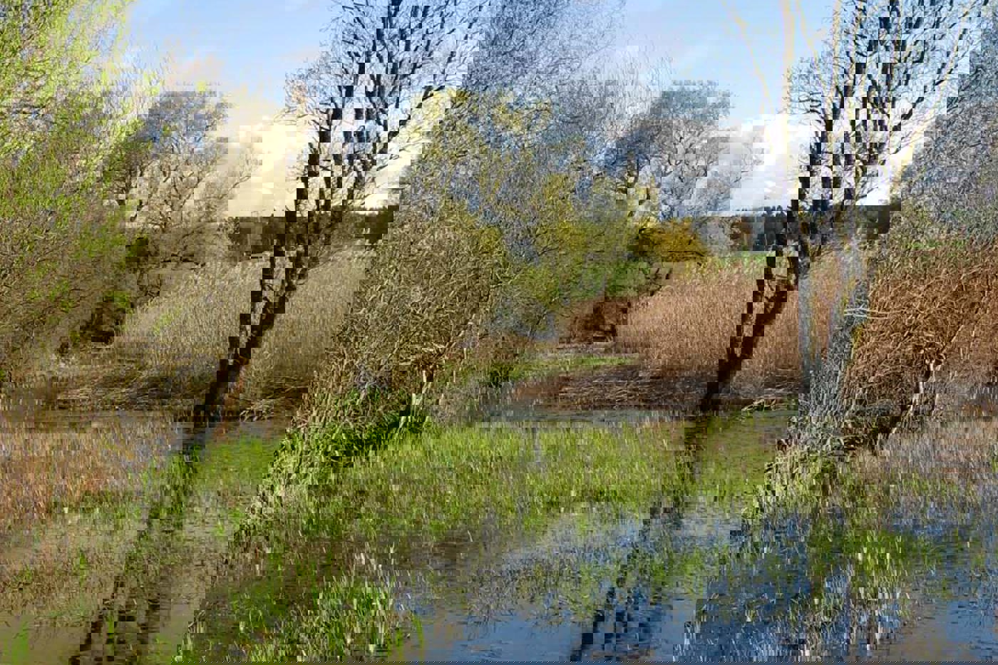 Fast die Hälfte des Schutzgebietes Wengimoos ist Sumpfland. © Daniel Friedli Fast die Hälfte des Schutzgebietes Wengimoos ist Sumpfland. © Daniel Friedli