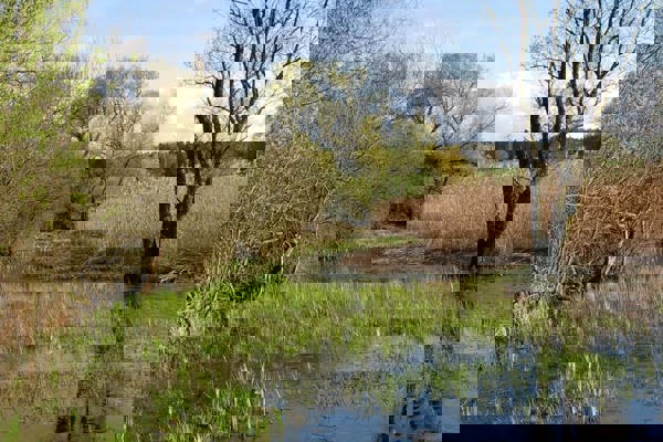 WM Aufmacher Friedli WM Aufmacher Friedli